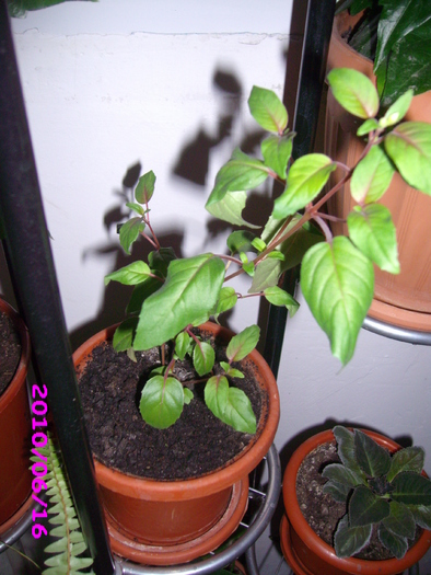 IMG_7659 - flori diverse