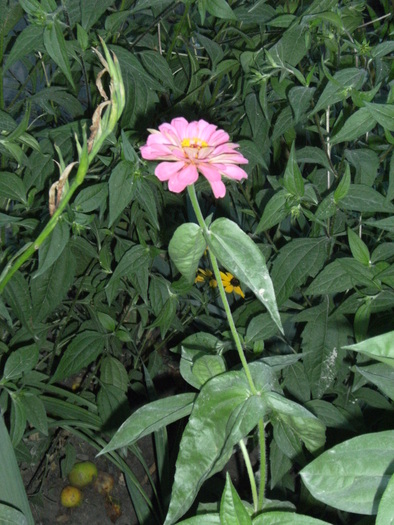 august 2010 016 - vegetatia 2010