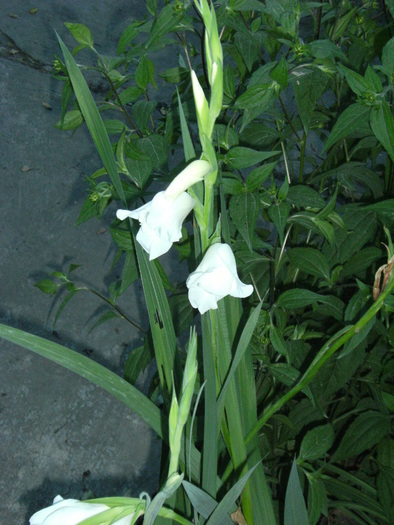 august 2010 017 - vegetatia 2010