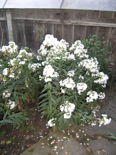 august 2010 018 - vegetatia 2010