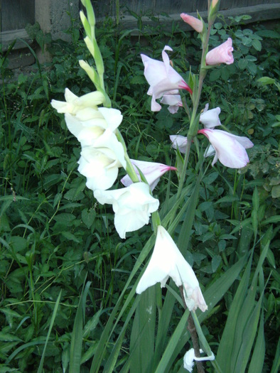 august 2010 021 - vegetatia 2010