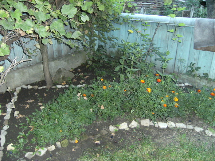 august 2010 023 - vegetatia 2010