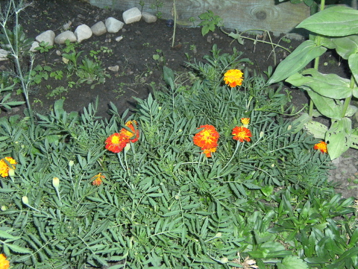 august 2010 025 - vegetatia 2010