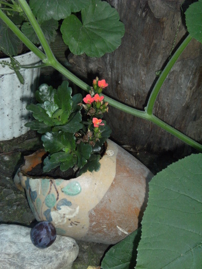 august 2010 026 - vegetatia 2010