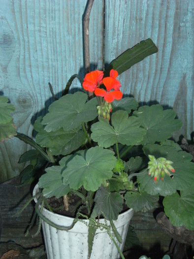 august 2010 027 - vegetatia 2010