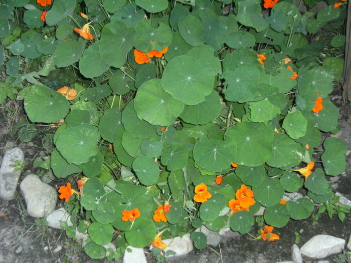 august 2010 030 - vegetatia 2010