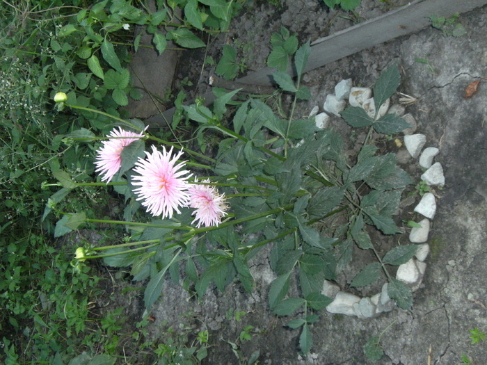 august 2010 031 - vegetatia 2010