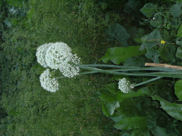 august 2010 034 - vegetatia 2010