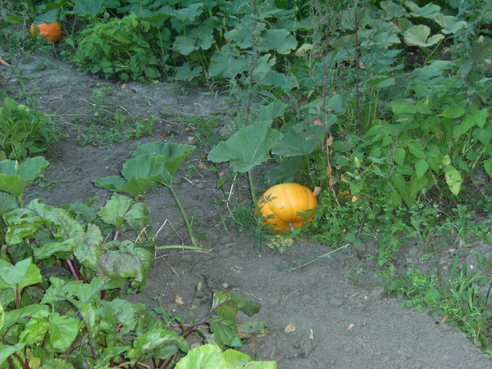 august 2010 039 - vegetatia 2010