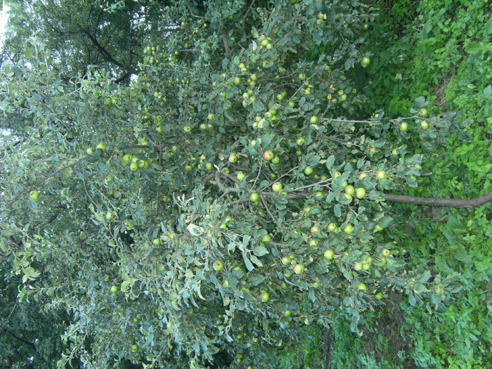 august 2010 046 - vegetatia 2010