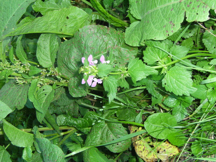 august 2010 048 - vegetatia 2010