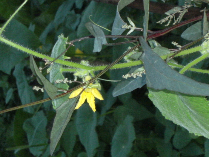 august 2010 049 - vegetatia 2010