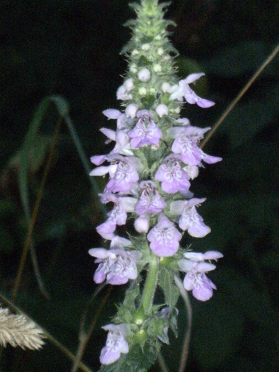 august 2010 056 - vegetatia 2010