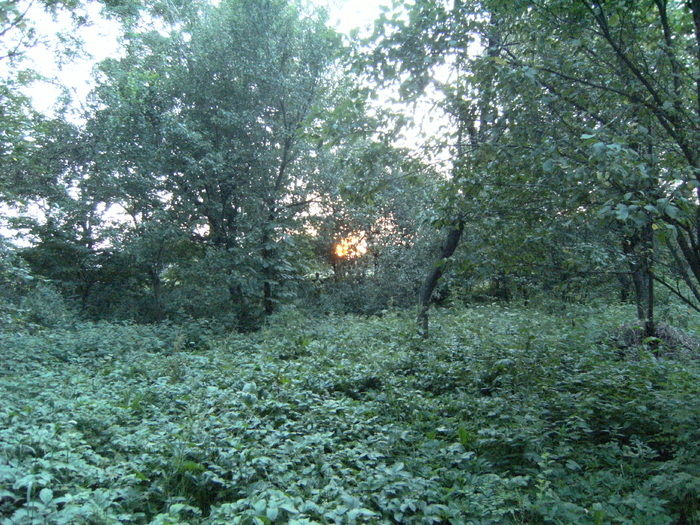 august 2010 057 - vegetatia 2010
