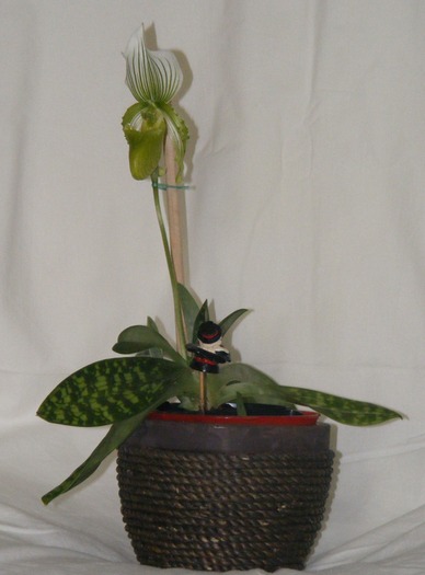 paphiopedilum2010 - orhidee 2010-2012