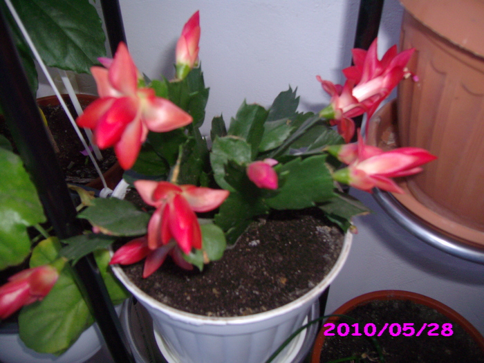 schlumbergera (craciunita) - flori diverse