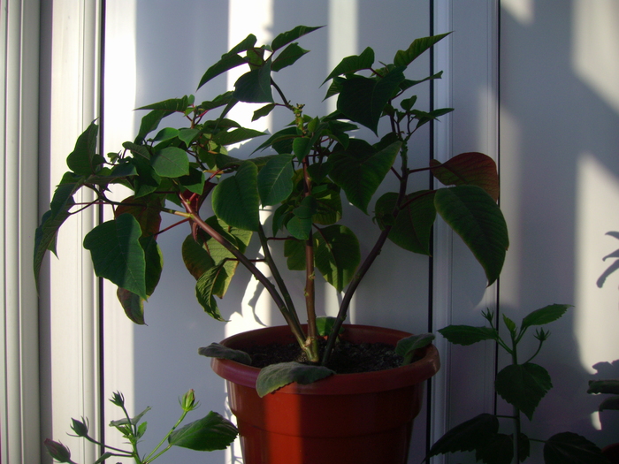 steaua craciunului(poinsettia)