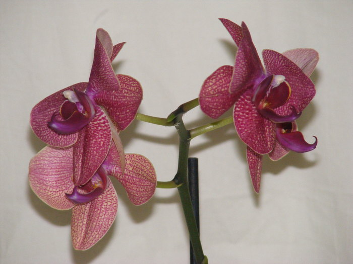 phalaenopsis2010 - orhidee 2010-2012