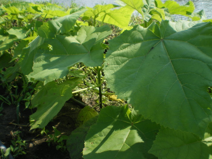 Evolutia in camp - Paulownia