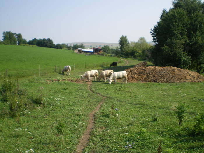 La pascut pana la gard - Vaci carne