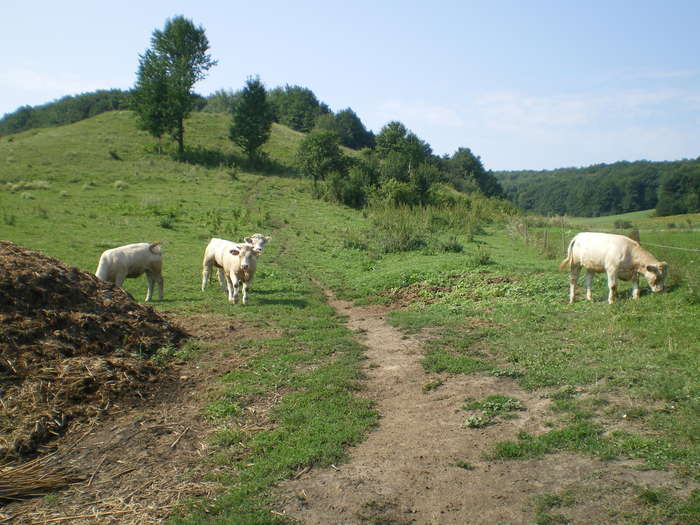 Ne plimbam catre apa - Vaci carne