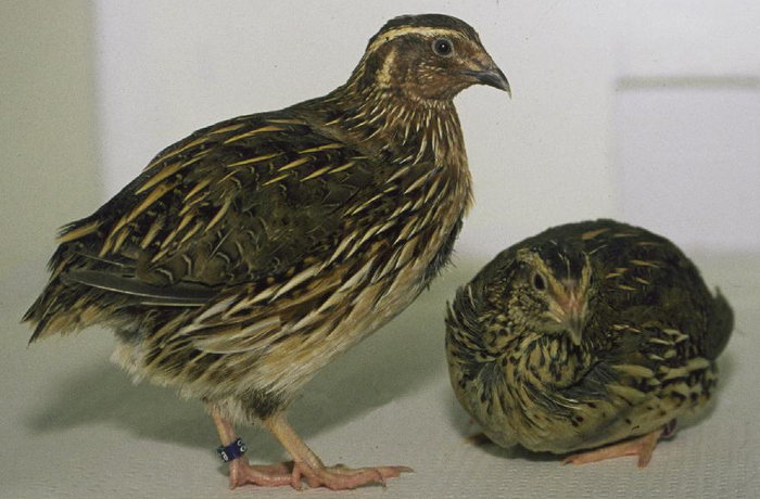 quail - Cresterea prepelitelor