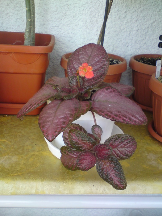 Coutry Clown - Episcia