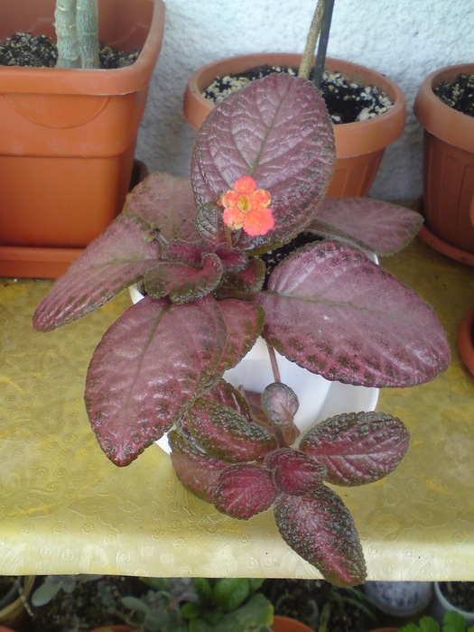 Coutry Clown (1) - Episcia