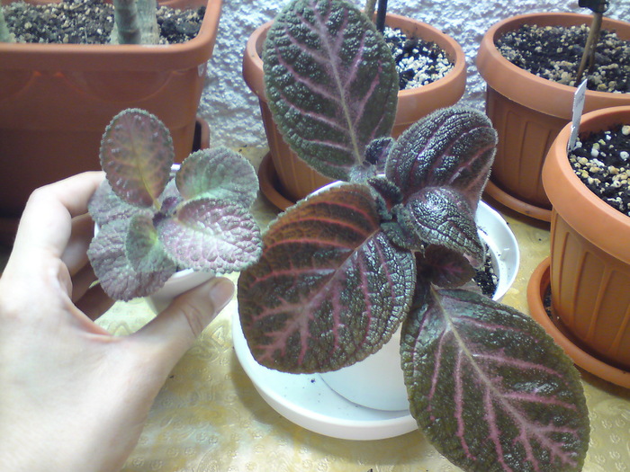 Kempenfest vs. Kee Wee (1) - Episcia