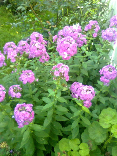 Imagine0349 - Flori de vara