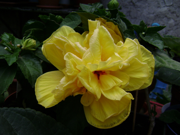 DSC04813 - hibiscus