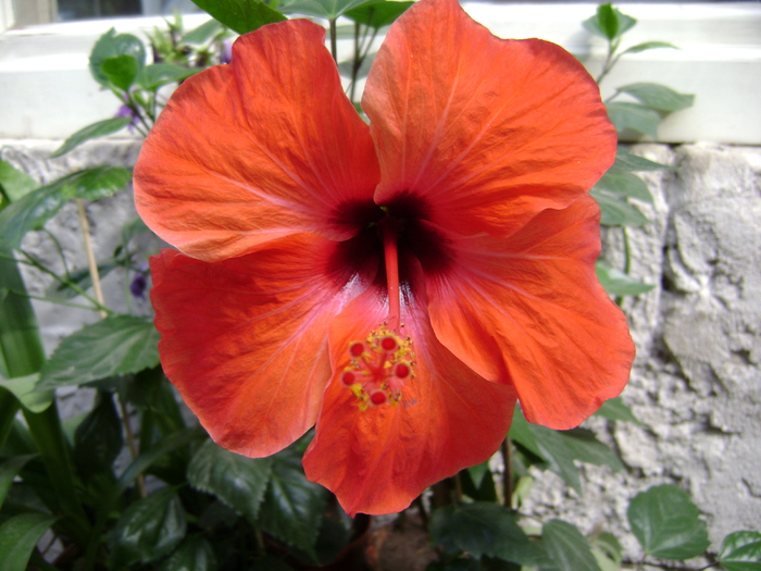 DSC04805 - hibiscus