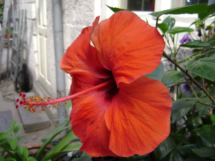 DSC04806 - hibiscus