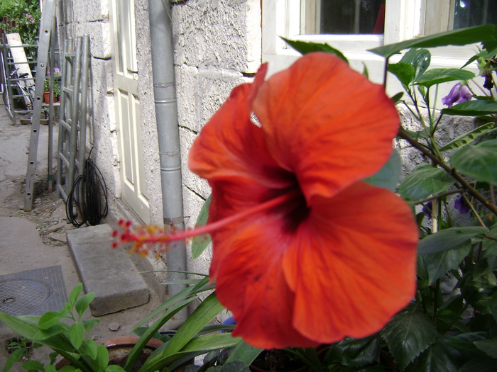 DSC04807 - hibiscus