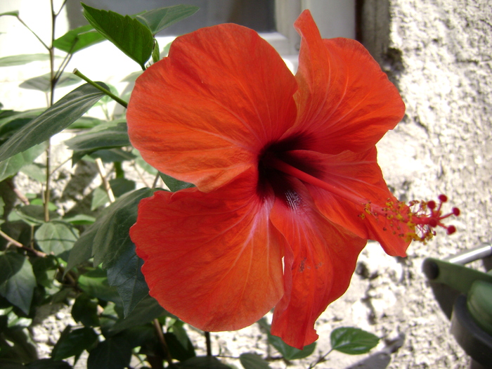 DSC04808 - hibiscus