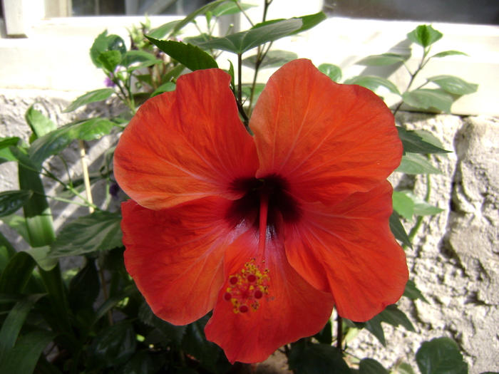 DSC04810 - hibiscus