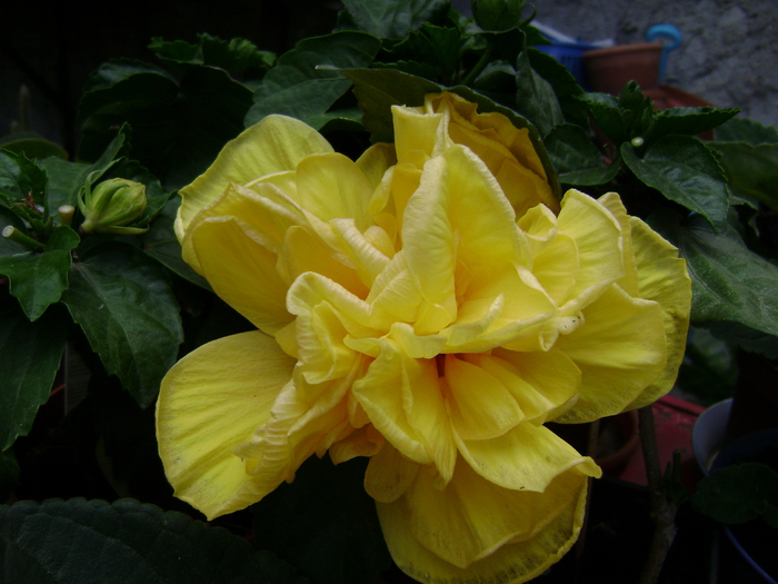 DSC04812 - hibiscus