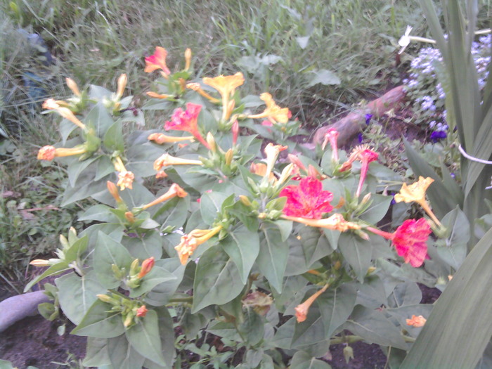 Mirabilis jalapa