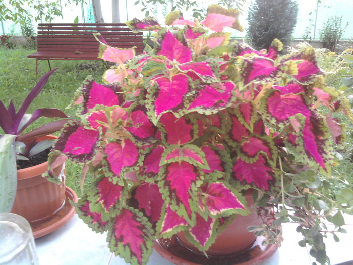 urzicuta roz - flori gradina 2010