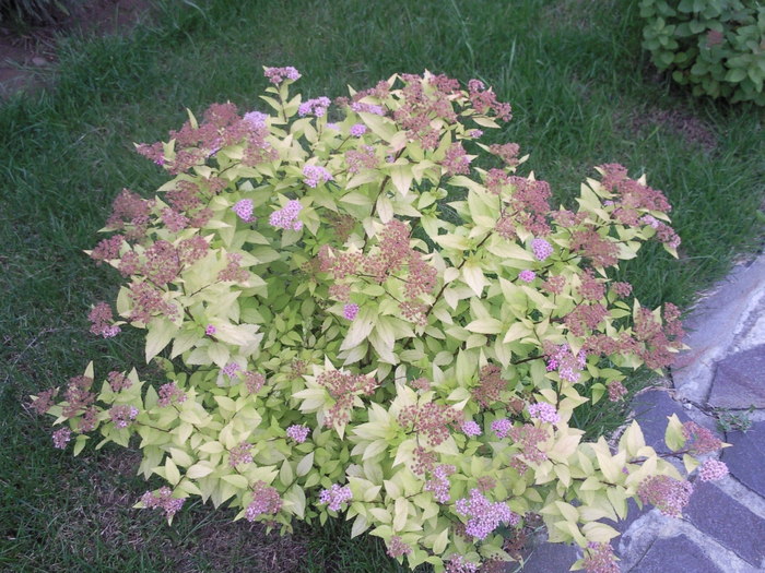 Photo2073 - flori gradina 2010
