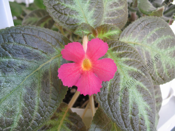 Episcia Pinkiscia 5
