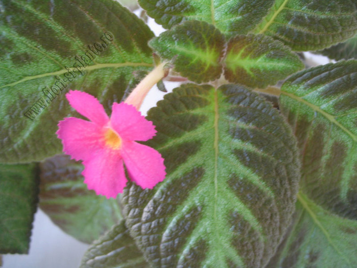 Episcia Pinkiscia 7