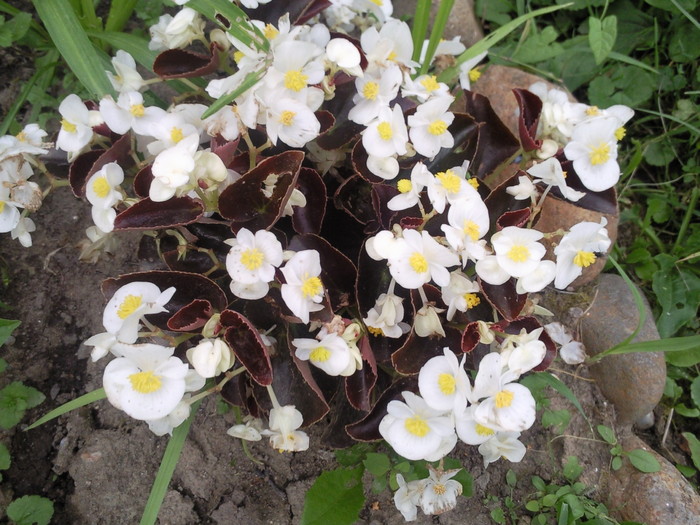 begonie - flori gradina 2010