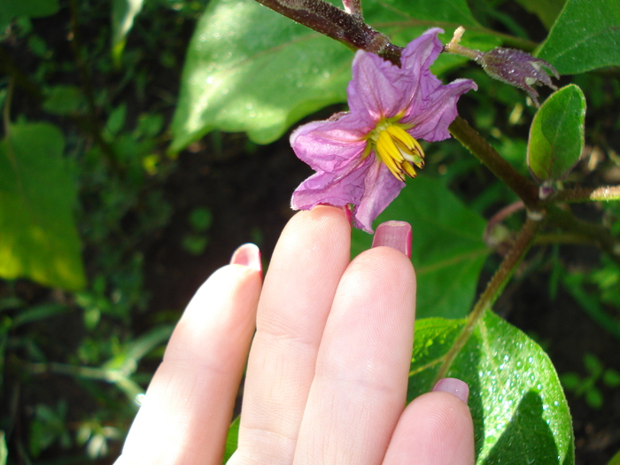 FLOARE DE VANATA