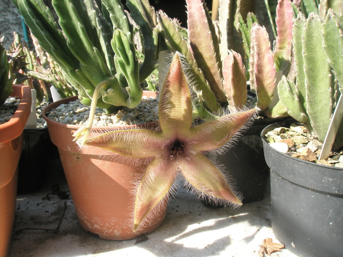 Stapelia gettlefii - 03.08 - Stapelia