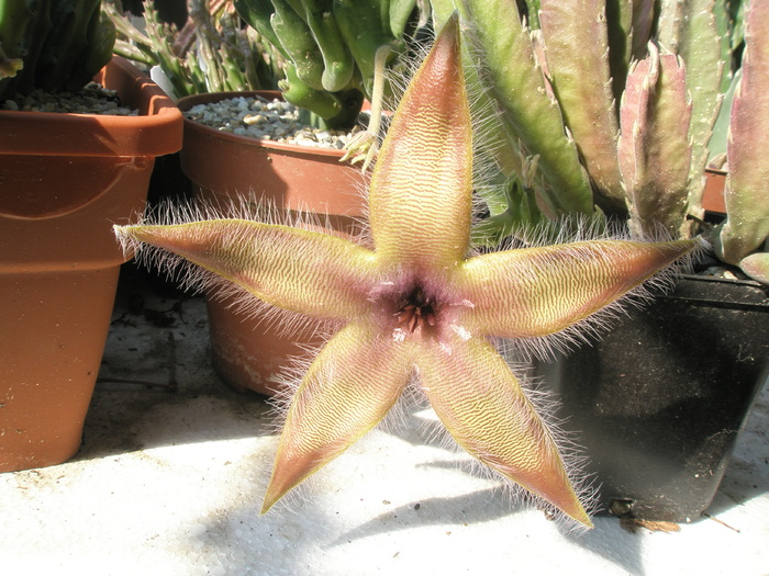 Stapelia gettlefii - floare - Stapelia