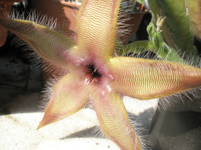 Stapelia gettlefii (de la Marcu_nic) - 03.08 - Stapelia