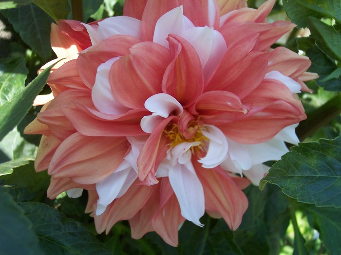 dalia portocaliu cu alb - 2010 -b-vara