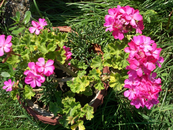 muscata roz - 2010 -b-vara