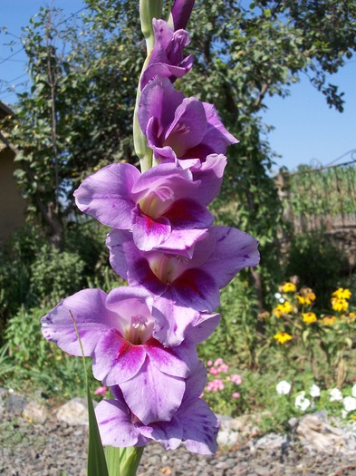 gladiola mov - 2010 -b-vara